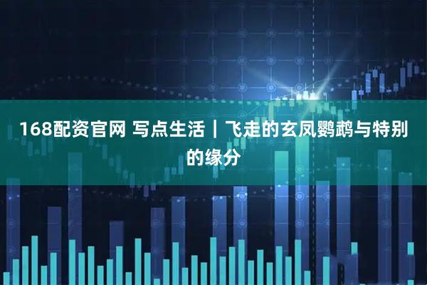 168配资官网 写点生活｜飞走的玄凤鹦鹉与特别的缘分